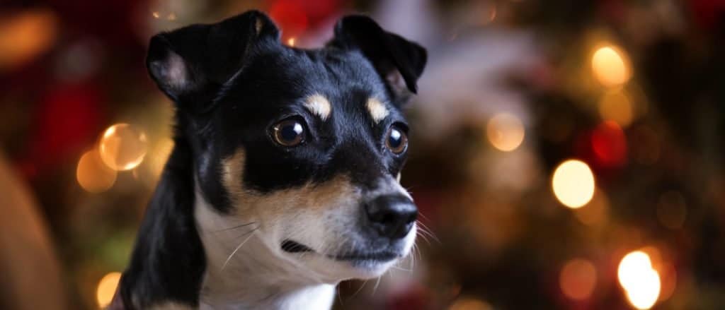 Rat terrier dog on couch by Christmas tree