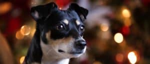 Rat Terrier vs Jack Russell: Are They Different? Picture