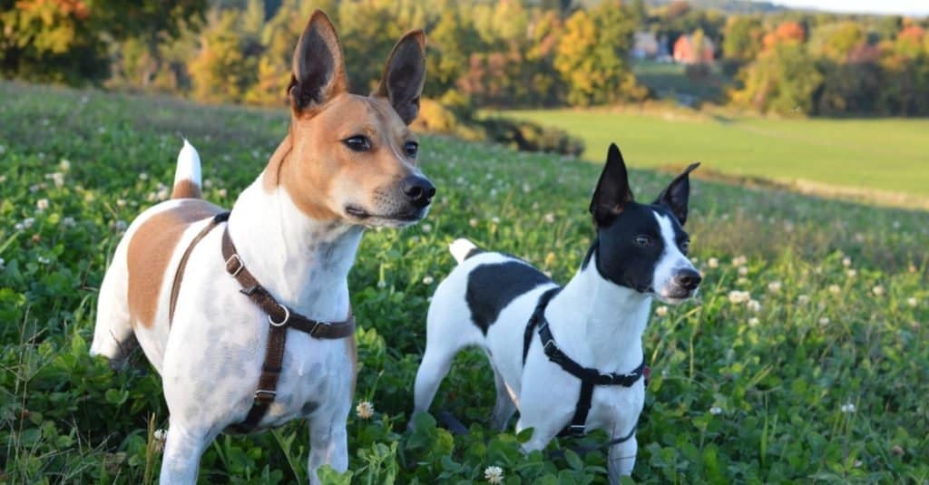 do rat terriers have long legs