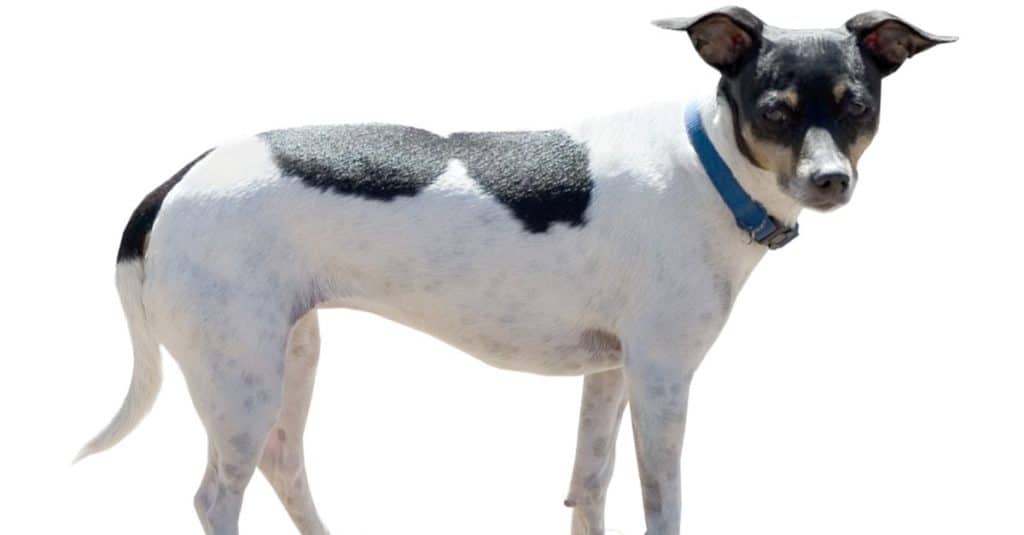 Rat Terrier isolated on white background