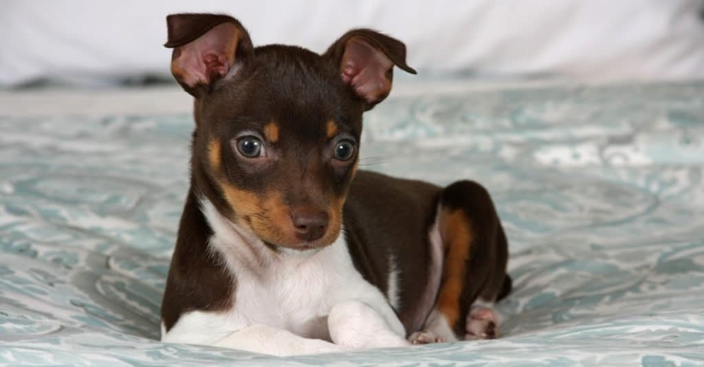 Toy rat terrier clearance breeders