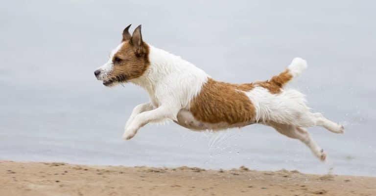 Russell Terrier at the seaside