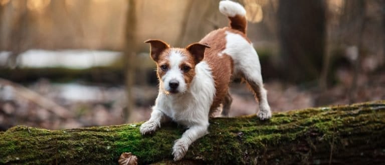Russell Terrier walking in the forest