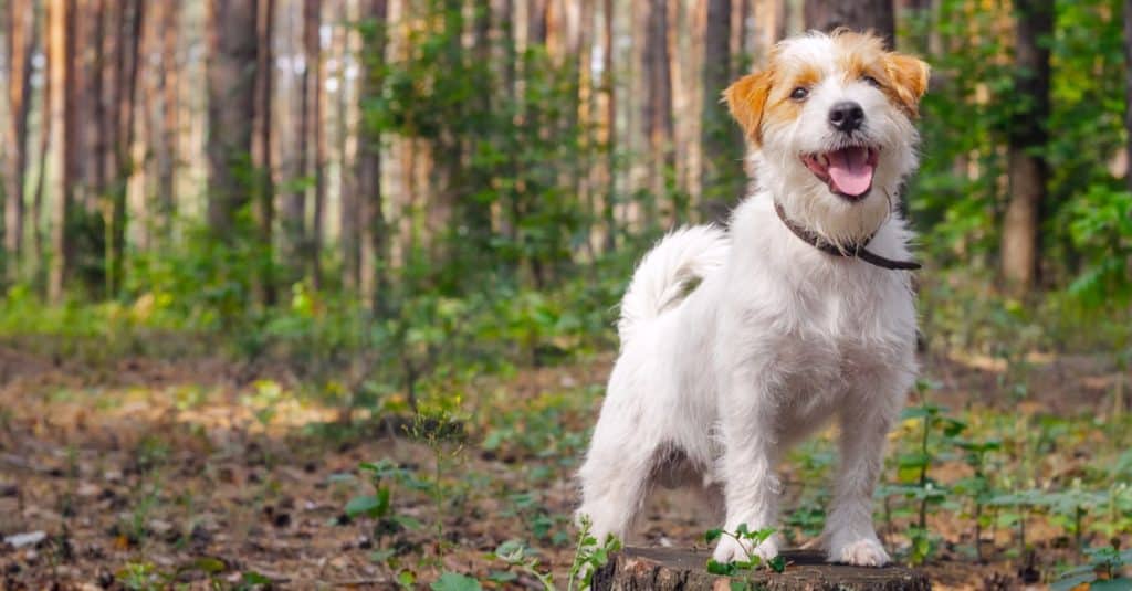 Russell Terrier Dog poses on stump podium outdoors