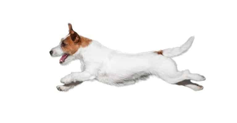 Russell Terrier dog isolated on white background