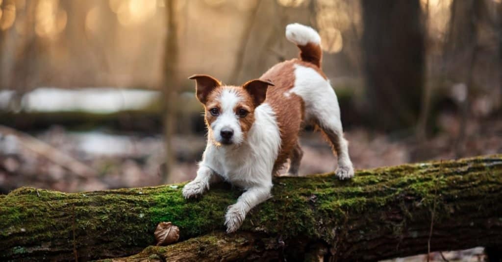 Russell Terrier walking in the forest