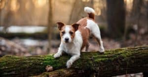 Russell Terrier walking in the forest
