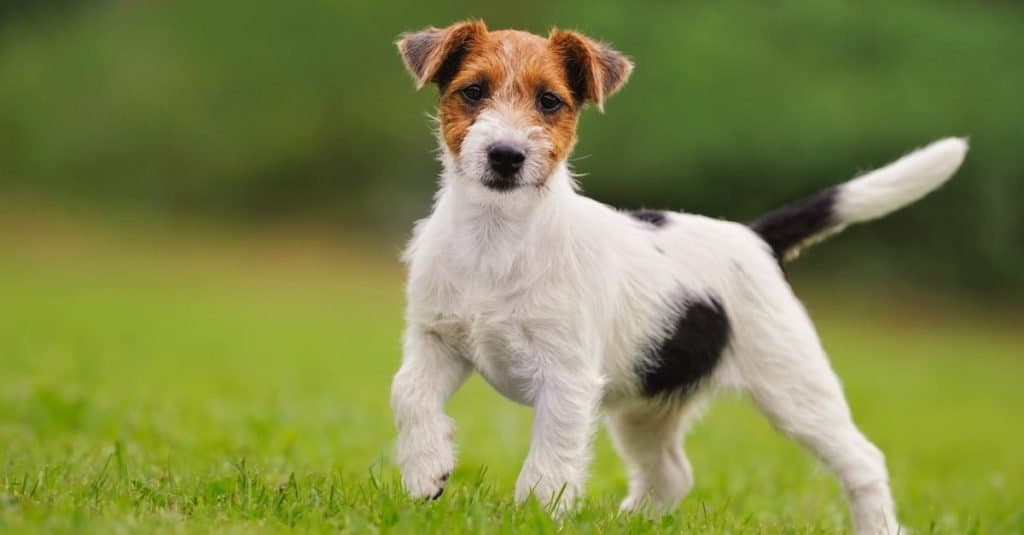 Russell Terrier puppy 11 weeks in the grass discovers the world