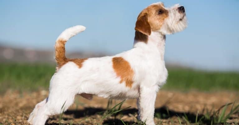 Russell Terrier dog stands sideways