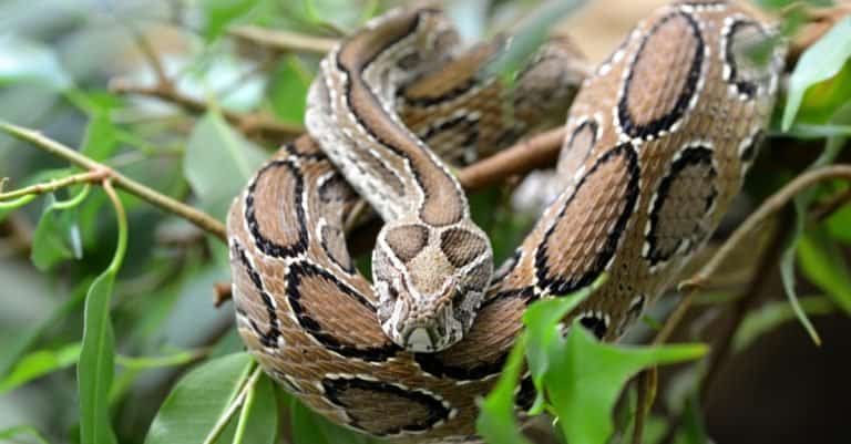 Most Venomous Snakes in the World - Russel’s Viper