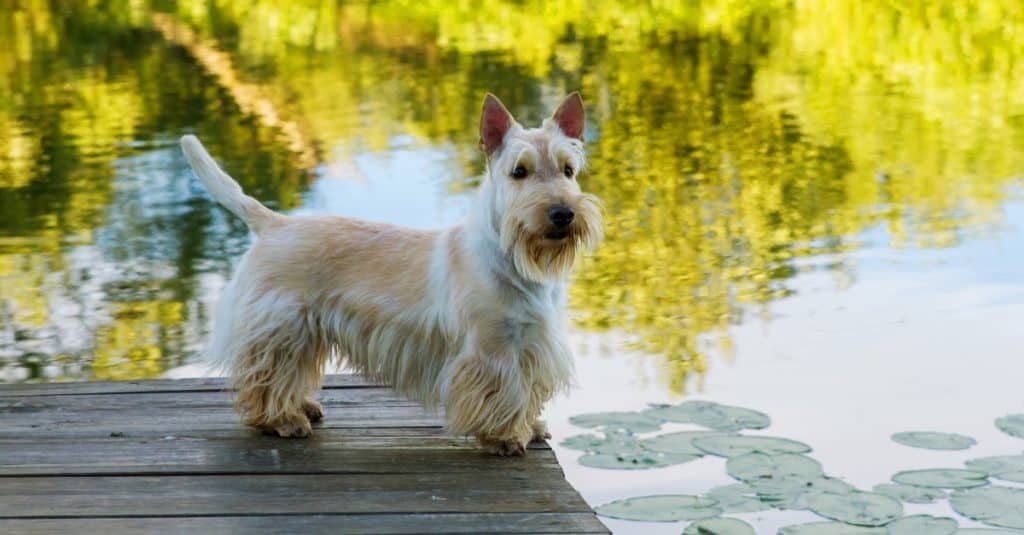 Scottish terrier standing on a wooden bridge near the water