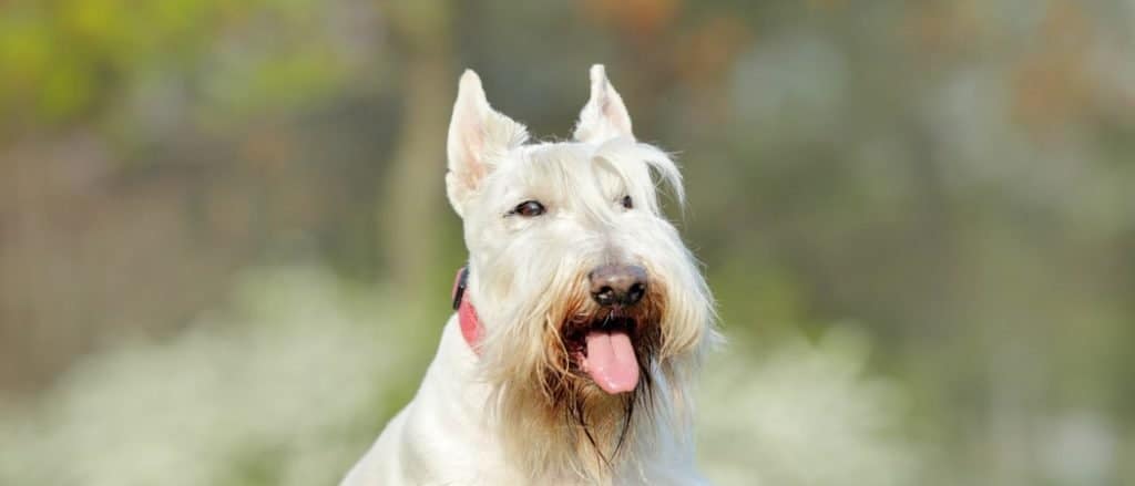 Scottish terrier on green grass lawn with white flowers in the background, Scotland, United Kingdom.