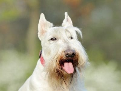 Scottish Terrier Picture