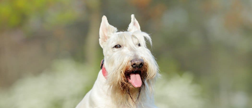 scottish terrier dog