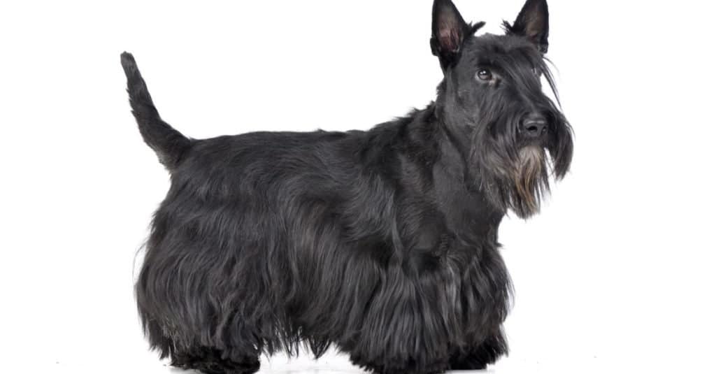 Scottish terrier standing on white background.