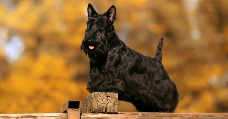 Scottish terrier bitch on a dog show in autumn