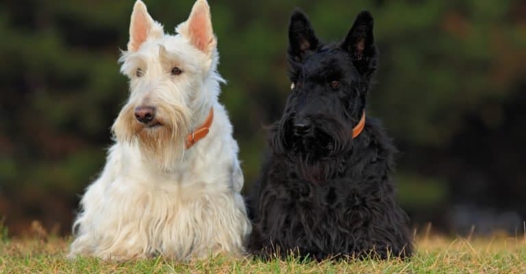 Pair of black and white Scottish terriers, sitting on green grass lawn.