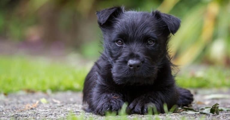 Scottish terrier puppy with grass background