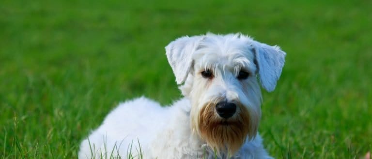 Sealyham Terrier lies on a green meadow