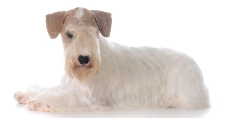 Sealyham Terrier isolated on white background