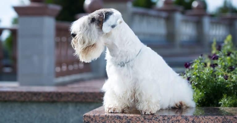 Sealyham terrier sitting outside on a bench