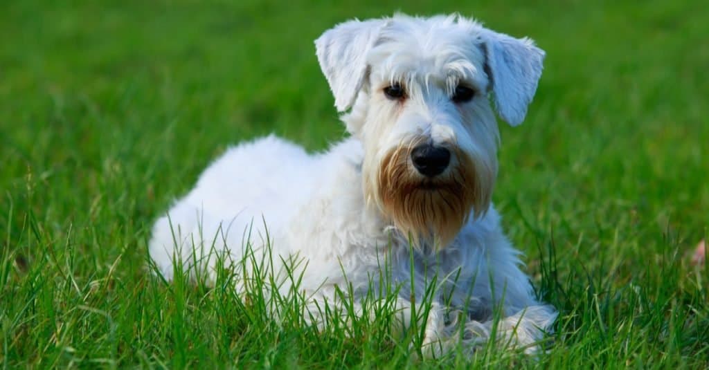 Sealyham Terrier lies on a green meadow