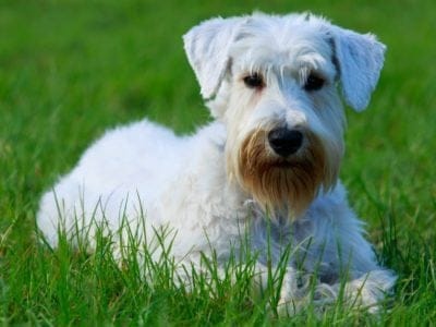 Sealyham Terrier Dog Breed Complete Guide | AZ Animals