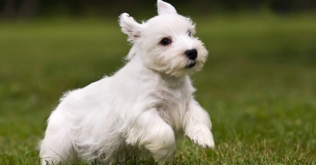 Sealyham terrier for sales sale near me