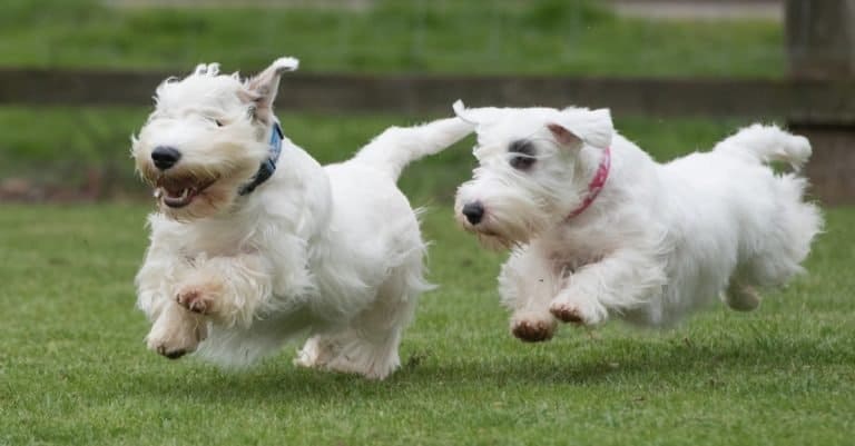 The lively Sealyham Terriers Dogs