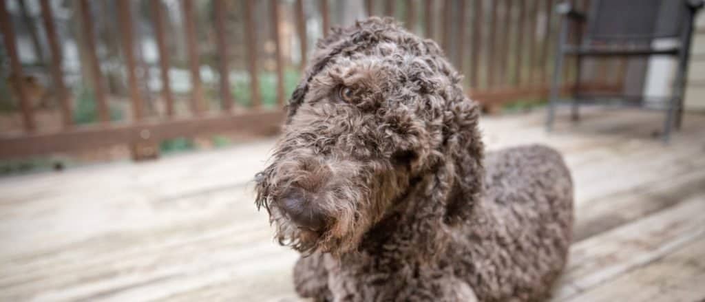 Shepadoodle