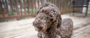 Shepadoodle