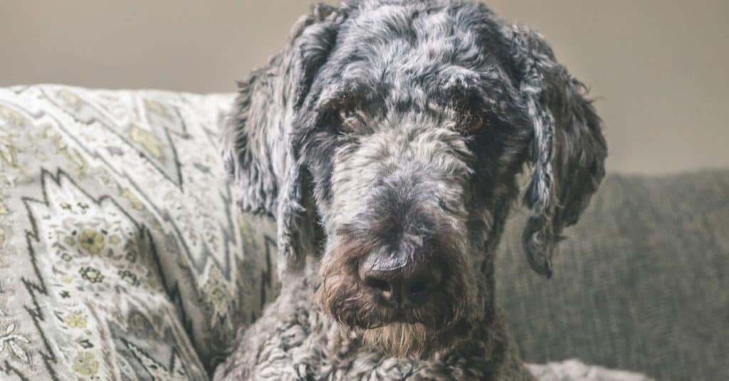 Shepadoodle sitting on couch