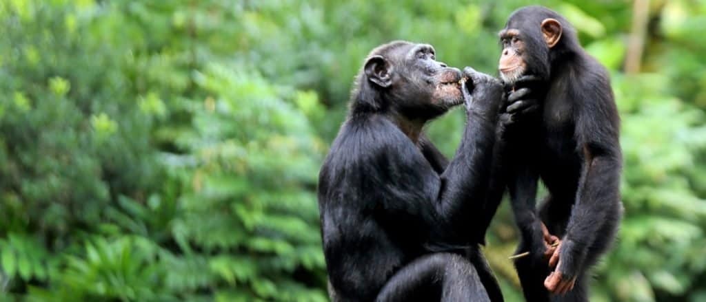 Animals in Sierra Leone