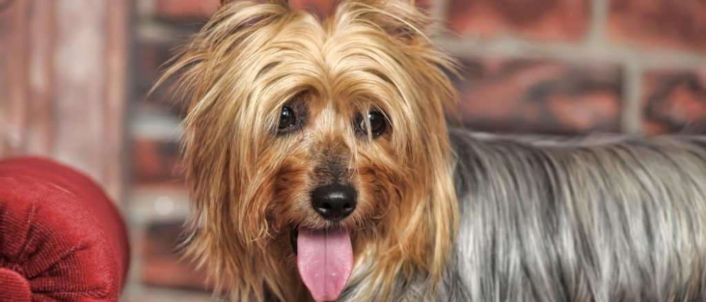 Silky Terrier lying on a couch