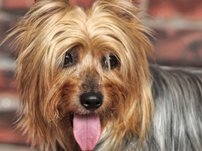 Silky Terrier Picture