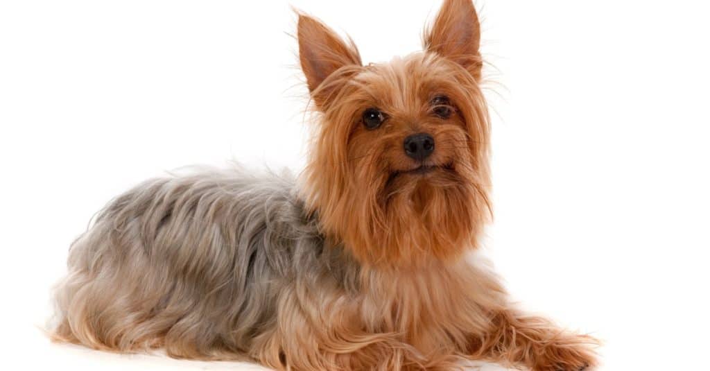 Silky Terrier isolated
