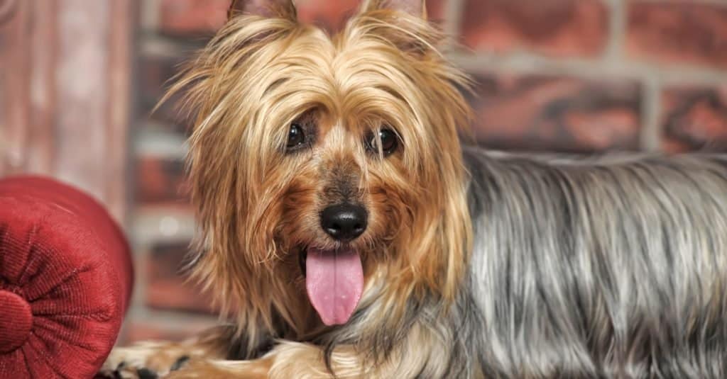 Silky Terrier on couch