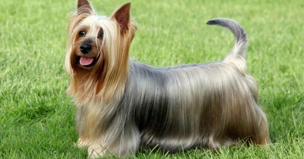 Australian Silky Terrier on the green grass lawn