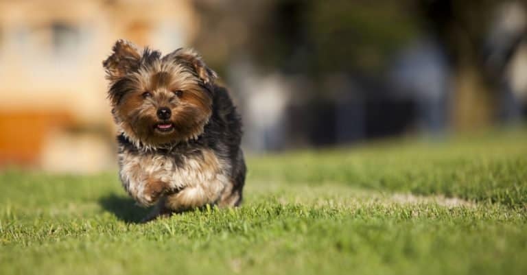 Small Silky Terrier puppy running on the grass