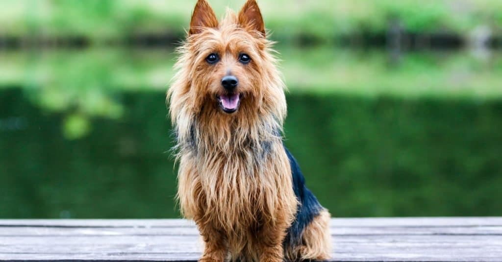 Prettiest / Cutest Dogs - Pedigreed Australian Silky Terrier dog sitting outside on wooden pier with green background.