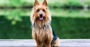 Australian Terrier Progression: Growth Chart, Milestones, and Training Tips Picture