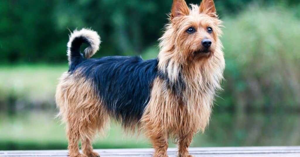 Australian Silky terrier dog standing outside on wooden pier with green background.