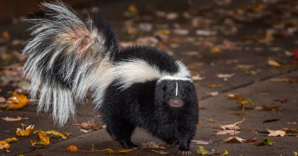 Police Officer Helps Skunk With Its Head Stuck in a Drinking Cup