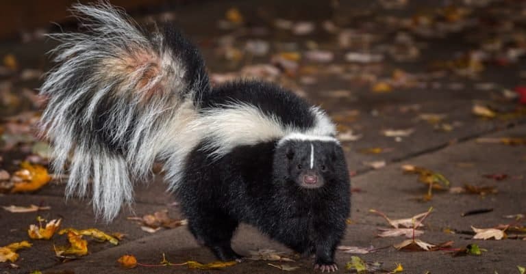 Illegal Pets to Own In the United States: Skunks