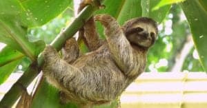 How Fast Are Sloths? Top Speed and Frequency photo