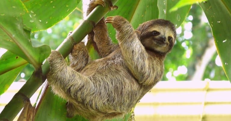 Dumbest Animals in the World: Sloth