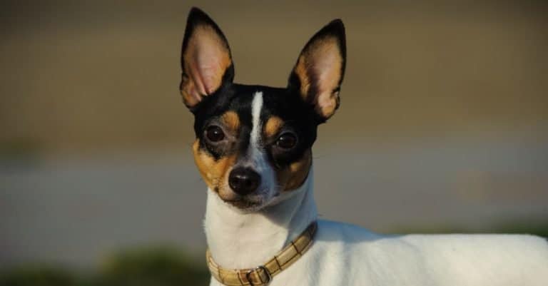 Head shot of Toy Smooth Fox Terrier
