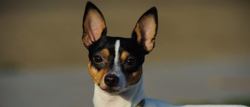 Head shot of Toy Smooth Fox Terrier