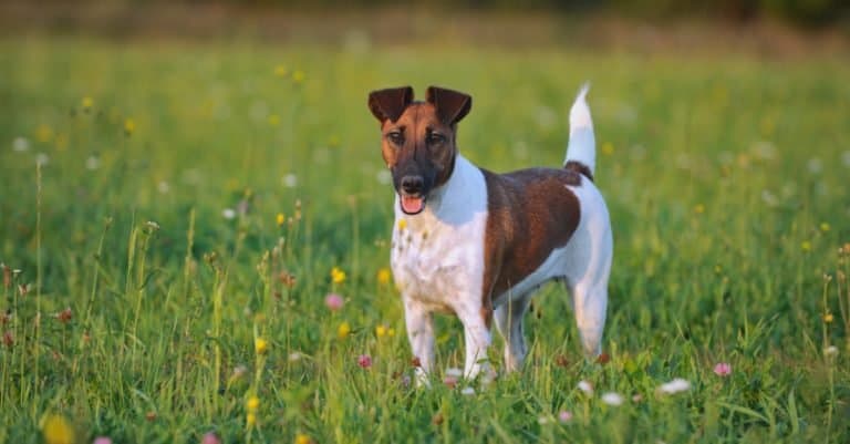 young Smooth Fox Terrier in the meadow