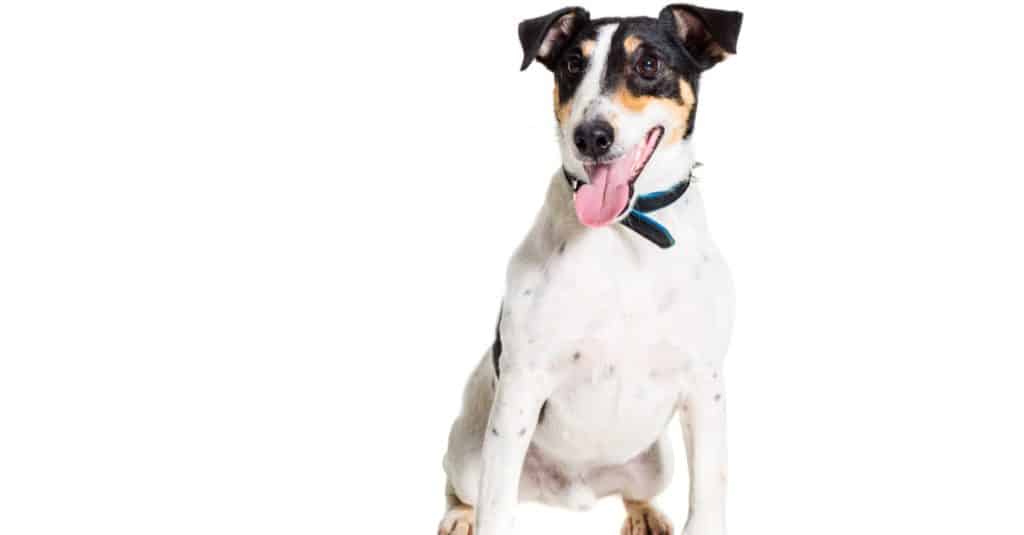 smooth fox terrier isolated on white background
